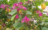 Ngỡ ngàng với con đường hoa ban đỏ trên quê lụa Hà Đông